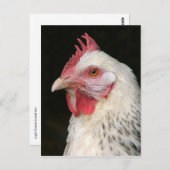 Leichte Postkarte für Sushsex-Hühner (Vorne/Hinten)