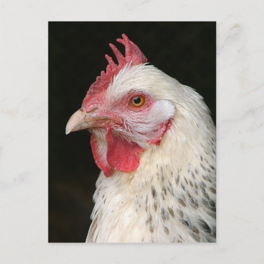 Leichte Postkarte für Sushsex-Hühner (Vorderseite)