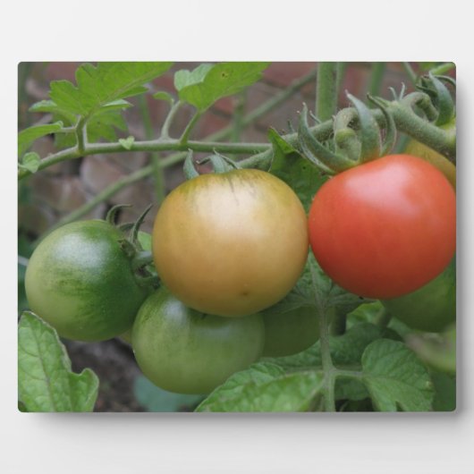 Leichte Tomaten/Paradeiser Fotoplatte (Vorderseite)
