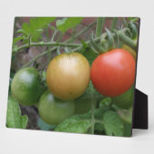 Leichte Tomaten/Paradeiser Fotoplatte (Seite)