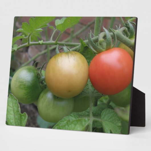Leichte Tomaten/Paradeiser Fotoplatte (Seite)