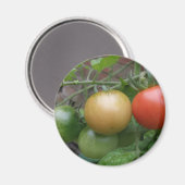Leichte Tomaten/Paradeiser Magnet (Vorderseite/Rückseite)