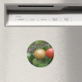 Leichte Tomaten/Paradeiser Magnet (In Situ (Geschirrspüler))
