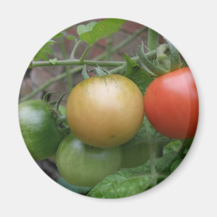 Leichte Tomaten/Paradeiser Magnet