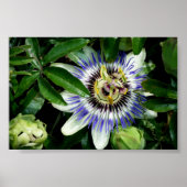 Leidenschaft Blume ~Print~ Poster (Vorne)