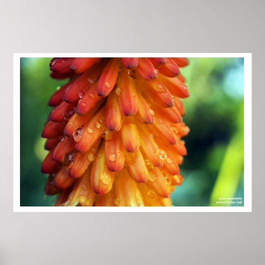 Leidenschaft, Kreativität, Feuer - eine kühne Blum Poster (Vorne)