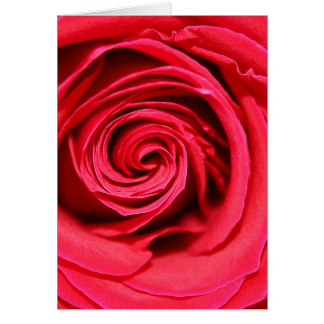 Leidenschafts-Rose (Vorne)