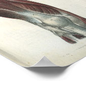 Leine und Angesagte Muskeln Anatomie Poster (Ecke)