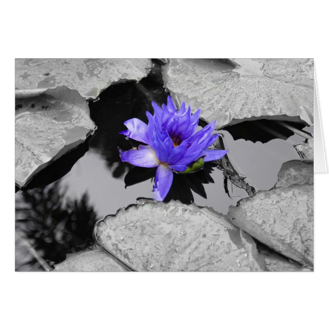 Leinenwasserlilie (Vorderseite (Horizontal))