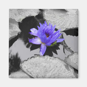 Leinenwasserlilie Magnet