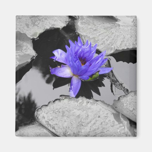 Leinenwasserlilie Magnet (Vorne)