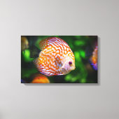 Leinwand (Vorderseite)