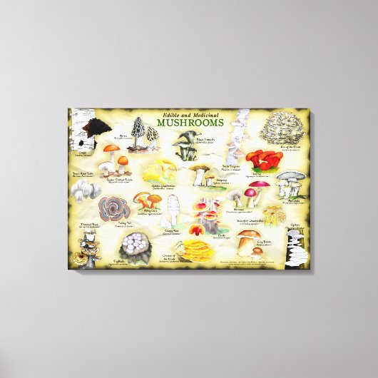 Leinwand 30 x 20 Pilze (Vorderseite)