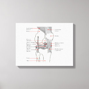 Leinwand Anatomisches Diagramm