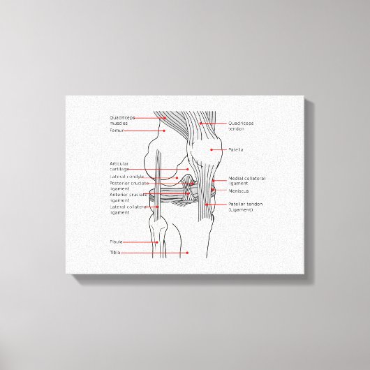 Leinwand Anatomisches Diagramm (Vorderseite)