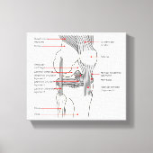 Leinwand Anatomisches Diagramm (Vorderseite)
