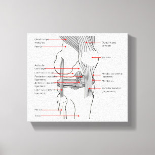 Leinwand Anatomisches Diagramm