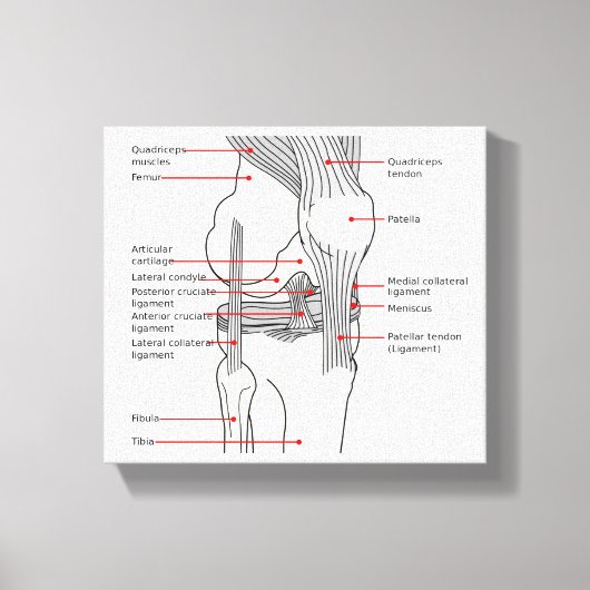Leinwand Anatomisches Diagramm (Vorderseite)