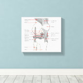 Leinwand Anatomisches Diagramm (Insitu (Holzboden))