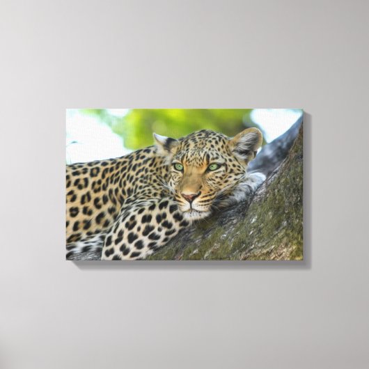 Leinwand Art-Leopard (Vorderseite)