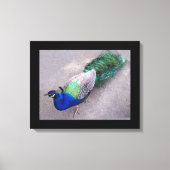 Leinwand Art Peacock (Vorderseite)