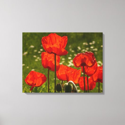 Leinwand Art-Poppies (Vorderseite)