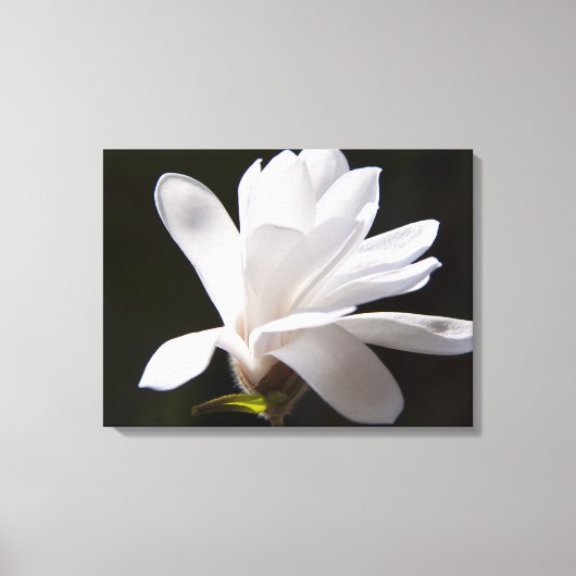 Leinwand Art-Star Magnolia Blume (Vorderseite)