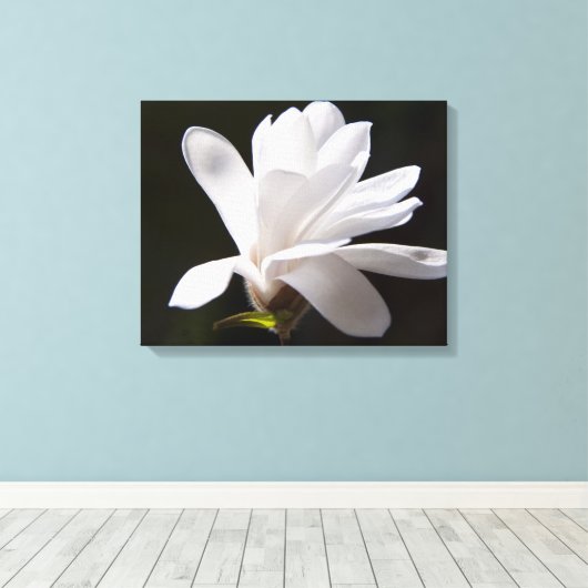 Leinwand Art-Star Magnolia Blume (Insitu (Holzboden))