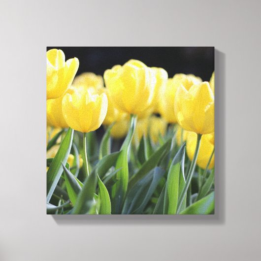 Leinwand Art-Yellow Tulips (Vorderseite)