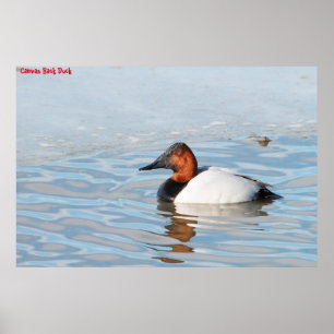Leinwand Back Duck Poster