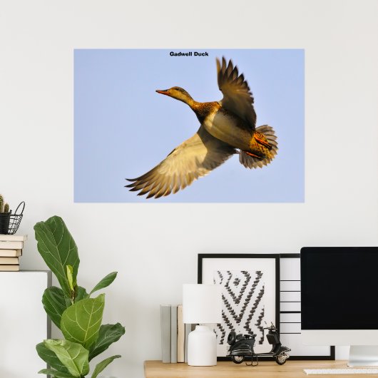 Leinwand Back Duck Poster (Heimbüro)