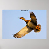 Leinwand Back Duck Poster (Vorne)
