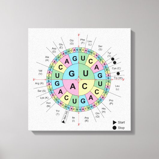 Leinwand Codons Amino Acids Tabelle Genetischer Co (Vorderseite)