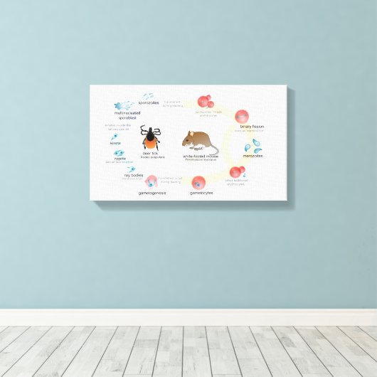 Leinwand Diagramm Babesia microti Lebenszyklus (Insitu (Holzboden))