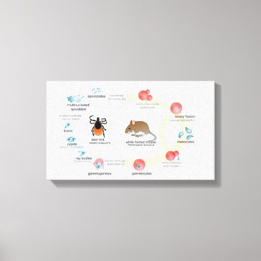 Leinwand Diagramm Babesia microti Lebenszyklus (Vorderseite)