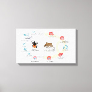 Leinwand-Diagramm Babesia microti Lebenszyklus Leinwanddruck