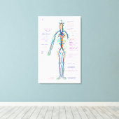 Leinwand Diagramm des menschlichen Kreislaufsystem (Insitu (Holzboden))