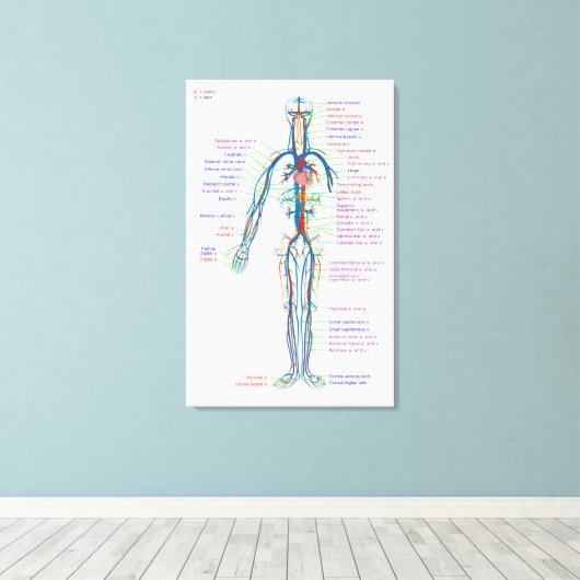 Leinwand Diagramm des menschlichen Kreislaufsystem (Insitu (Holzboden))