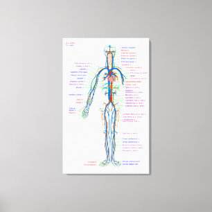 Leinwand Diagramm des menschlichen Kreislaufsystem