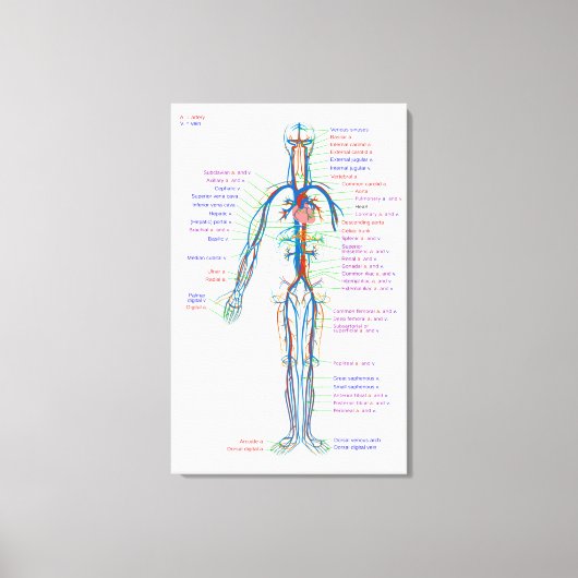 Leinwand Diagramm des menschlichen Kreislaufsystem (Vorderseite)