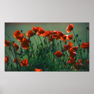 Leinwand-Druck Mohnblumen-Nr. 3% pipe% Poster