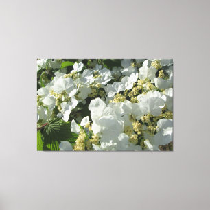 Leinwand - eingewickelt - Doublefile Viburnum I