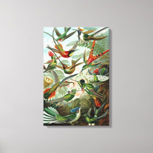 Leinwand Ernst Haeckel Trochilidae Hummingbird