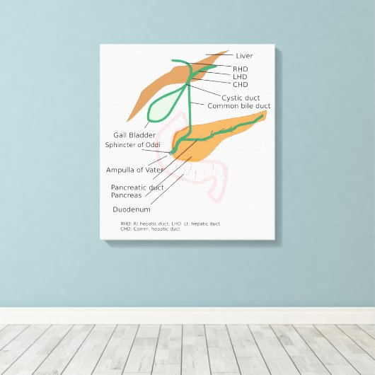 Leinwand Gallendiagramm Galle Blase (Insitu (Holzboden))