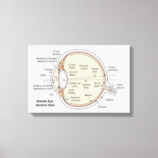 Leinwand Human Eye Ball Anatomisches Diagramm (Vorderseite)