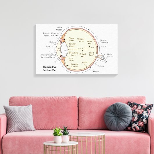 Leinwand Human Eye Ball Anatomisches Diagramm (Insitu (Wohnzimmer))