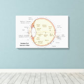 Leinwand Human Eye Ball Anatomisches Diagramm (Insitu (Holzboden))