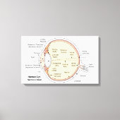 Leinwand Human Eye Ball Anatomisches Diagramm (Vorderseite)