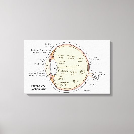Leinwand Human Eye Ball Anatomisches Diagramm (Vorderseite)