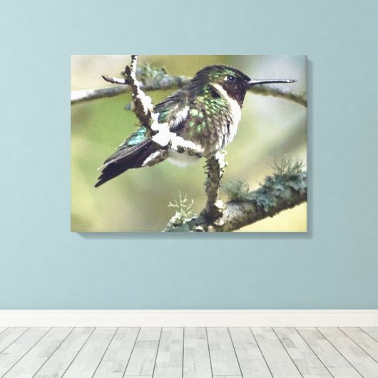 Leinwand Hummingbird (Insitu (Holzboden))